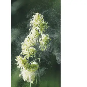 Allergies traitement naturel à Genève