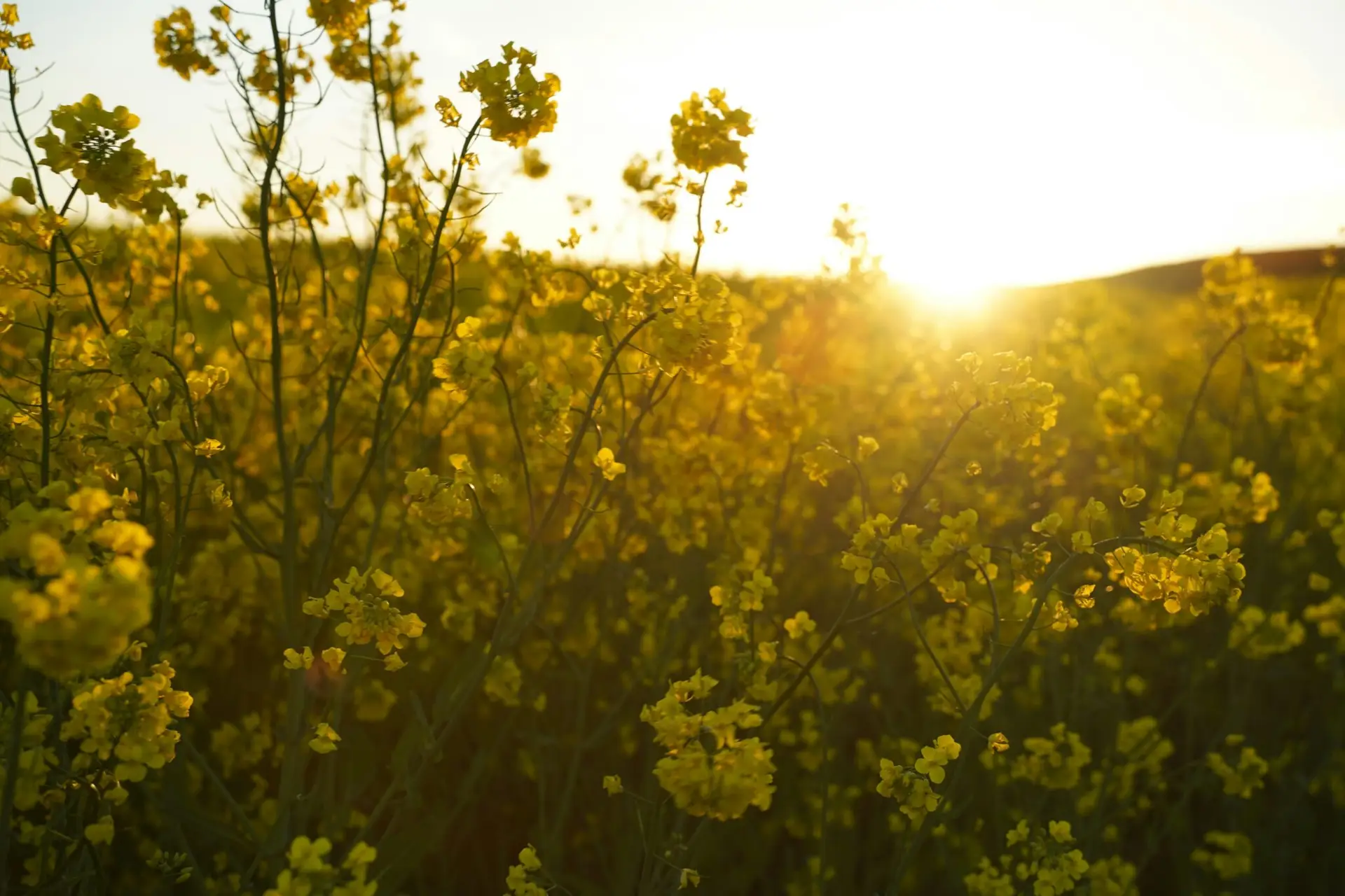 Se libérer des allergies à Genève